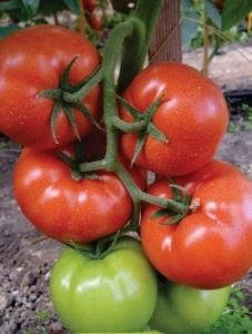 Seminte de tomate Panekra F1 - nedeterminate, greutate 250 g