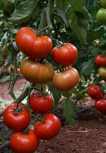 Seminte de tomate Vernal F1