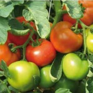 Vindem seminte de tomate Bersola F1