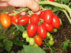 Seminte de tomate  cherry MUSCATO F1