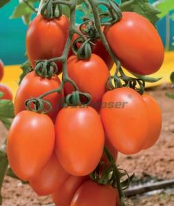 Vindem seminte de tomate alungite Kilates F1