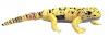 Animal plus National Geographic Soparla Geko leopard 25 cm, NG-GECKOLEOPARD