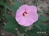 Gard viu (buxus,hibiscus,ligustrum....