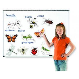 Insecte magnetice mari - Learning Resources