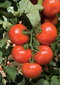 Seminte de tomate Rosaliya F1