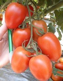 Seminte de tomate Policapro F1