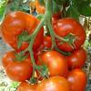 Seminte de tomate belfast