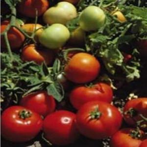 Seminte de tomate Lojain F1