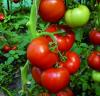 Seminte de tomate benatar
