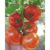 Seminte de tomate buran f1