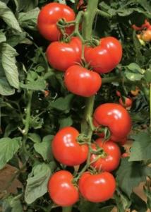 Seminte de tomate Lady Rosa F1