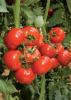 Seminte de tomate mercedes