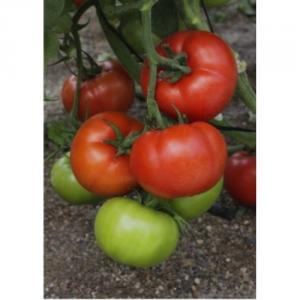 Seminte de tomate Monoroe F1