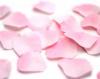 100 petale de trandafiri pink love