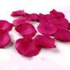 100 Petale de trandafiri FUCHSIA LOVE PETALS