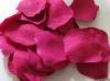 100 Petale de trandafiri FUCHSIA LOVE PETALS