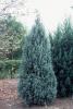 Juniperus skyrocket