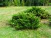 Juniperus variegata