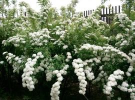 Spiraea