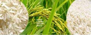 Azad long green orez