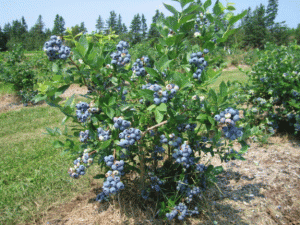 Arbusti fructiferi