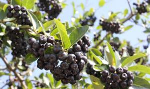 Aronia Nero