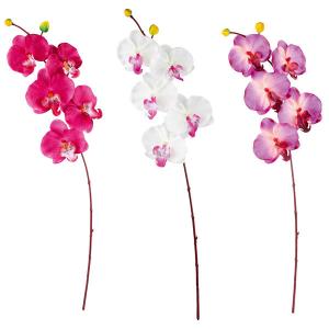 Orhidee cu 5 flori