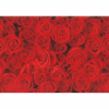 Hartie impachetat 2m*70cm trandafiri rosii