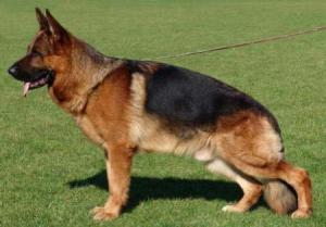 Femela Ciobanesc German Din Campionul Mondial Canin Group Srl