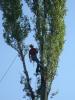 Alpinism utilitar - taieri de arbori in conditii dificile