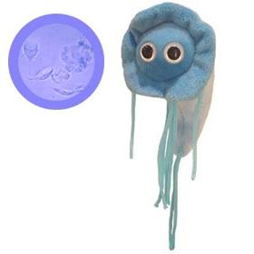 Giardia