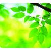 Mouse pad fellowes leaves