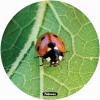 Mouse pad, fellowes ladybird