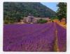 Mouse pad, fellowes lavender fields