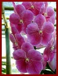 Orhidee Vanda - plante