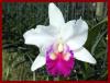 Orhidee cattleya - plante