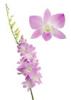 Orhidee dendrobium sakura - flori taiate, en