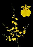 Orhidee Oncidium - flori taiate, en gros