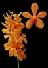 Orhidee mokara orange - flori taiate, en gros.