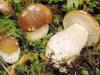 Condiment - ciuperci salbatice (porcine) bio 25gr