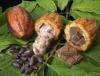 Cacao destination premium bio 250g