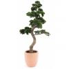 Europalms pine bonsai, artificial plant, 168cm