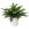 EUROPALMS Fern bush in pot, artificial plant, 51 leaves, 48cm