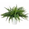 EUROPALMS Fern bush in pot, artificial plant, 62 leaves, 48cm