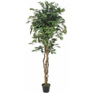 EUROPALMS Ficus Tree Multi-Trunk, artificial plant, 180cm