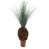 Europalms rain grass palm with nodule trunk,