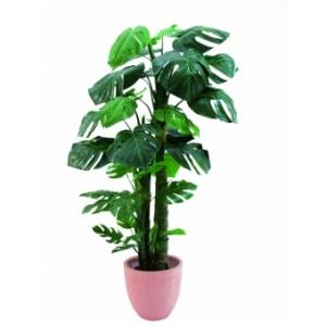 EUROPALMS Splitphilodendron, 160 cm