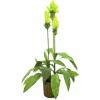 Europalms ginger lily, artificial plant, 95cm