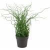 Europalms corkscrew grass in brown pot, pe,