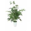 EUROPALMS Bamboo Luxor, artificial plant, 145cm